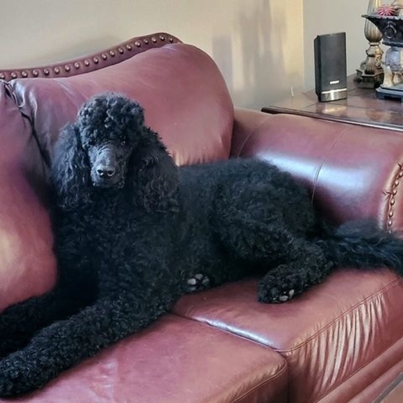 Meet your Posher, Edwin - Picture 1 of 1